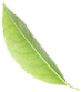 Leaf 2 Image